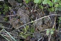 Peltigera membranacea image