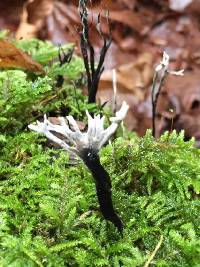 Xylaria hypoxylon image