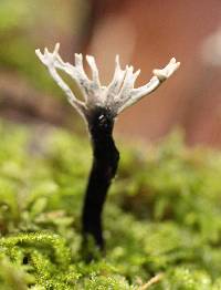 Xylaria hypoxylon image