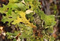 Lobaria pulmonaria image