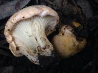 Cantharellus californicus image