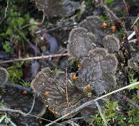 Peltigera membranacea image