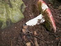 Russula cystidiosa image