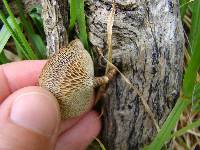 Polyporus arcularius image