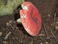 Image of Russula cystidiosa