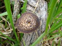 Polyporus arcularius image