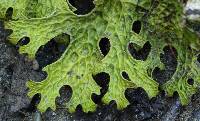 Lobaria pulmonaria image