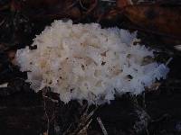 Tremella fuciformis image