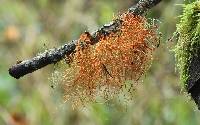 Usnea rubicunda image