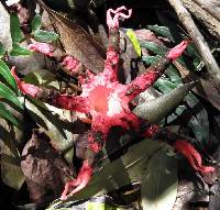 Clathrus archeri image