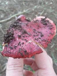 Russula sanguinaria image