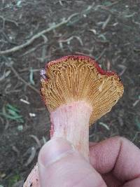 Russula sanguinaria image