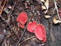 Sarcoscypha coccinea image