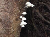 Hemimycena candida image