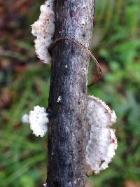 Schizophyllum commune image