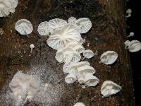 Hemimycena candida image