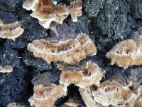 Trametes versicolor image