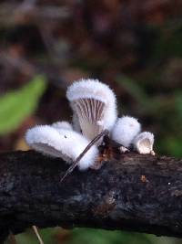 Schizophyllum commune image