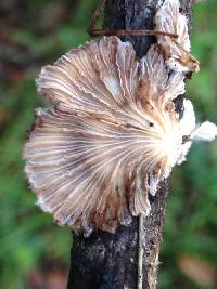 Schizophyllum commune image