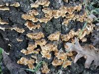 Trametes versicolor image