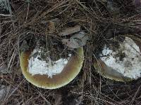 Amanita calyptroderma image