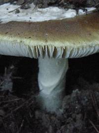 Amanita calyptroderma image