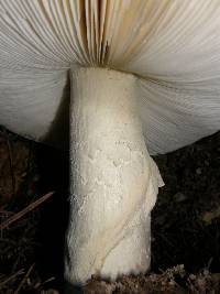 Amanita calyptroderma image