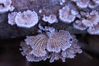 Schizophyllum commune image