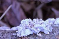 Schizophyllum commune image