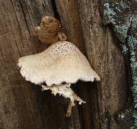 Agrocybe parasitica image