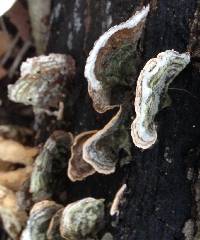 Trametes versicolor image