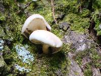 Agrocybe parasitica image