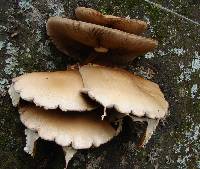 Agrocybe parasitica image