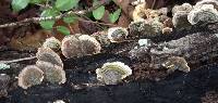 Trametes versicolor image