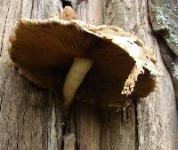 Agrocybe parasitica image