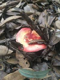 Russula sanguinaria image