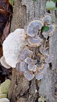 Trametes versicolor image