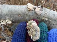 Trametes versicolor image