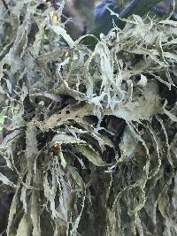 Ramalina subleptocarpha image