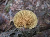 Polyporus alveolaris image