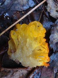 Tremella mesenterica image