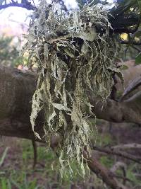 Ramalina subleptocarpha image