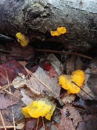 Tremella mesenterica image