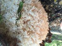 Hericium coralloides image