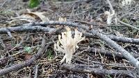 Clavaria fragilis image