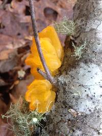 Tremella mesenterica image