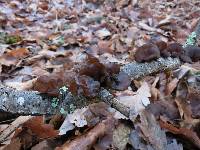 Auricularia auricula-judae image