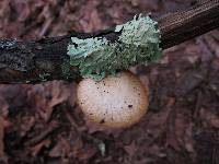 Polyporus alveolaris image