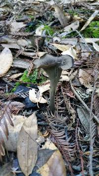 Craterellus cornucopioides image