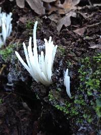 Clavaria fragilis image